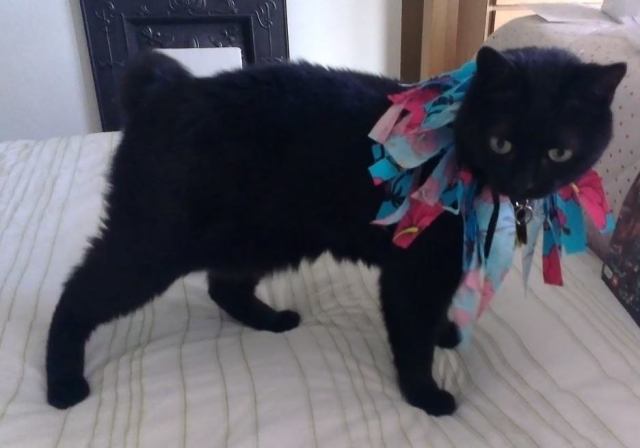 1271621_10153275524215501_2115894833_o