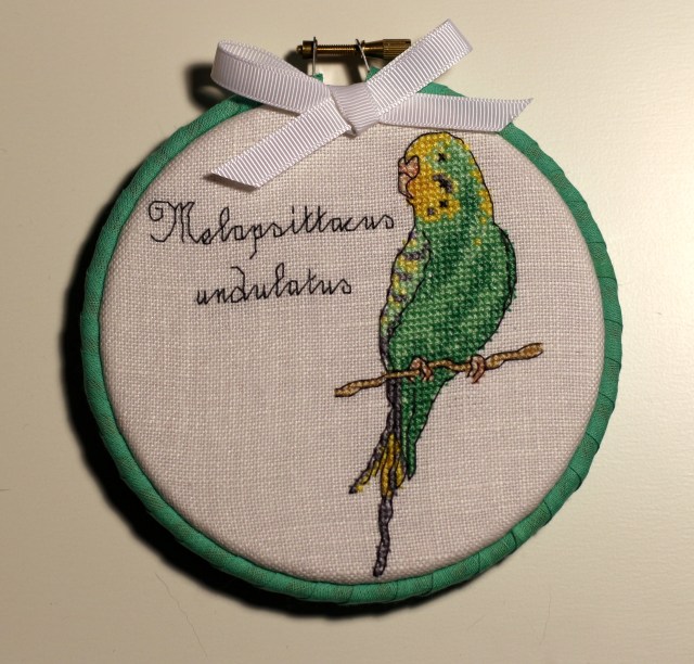 Budgerigar: Melopsittacus undulatus