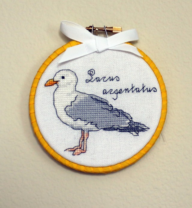 Mr Seagull: Larus argentatus