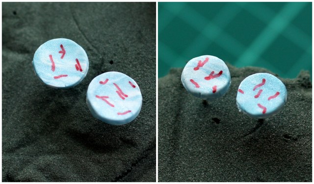 Mycobacteria Earrings