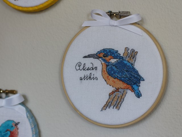 Mr Kingfisher: Alcedo atthis