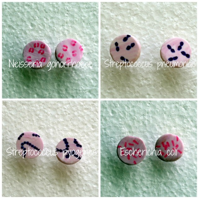 Named Individual Organism Gram Stain Earrings