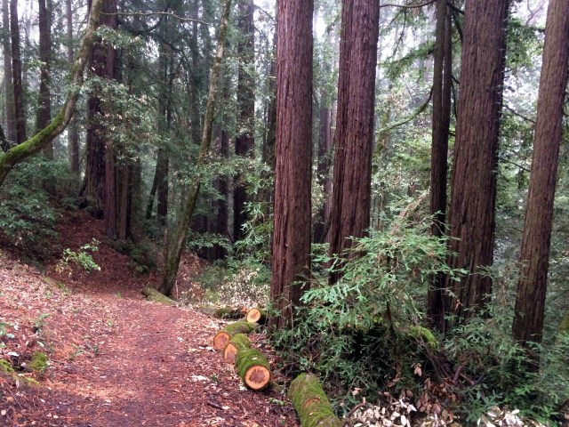 Mount Madonna County Park