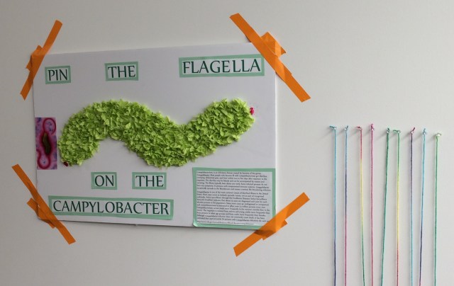 Pin the Flagella on the Campylobacter