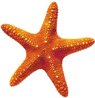 starfish